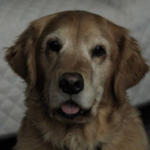 Meet your Posher, Isabella